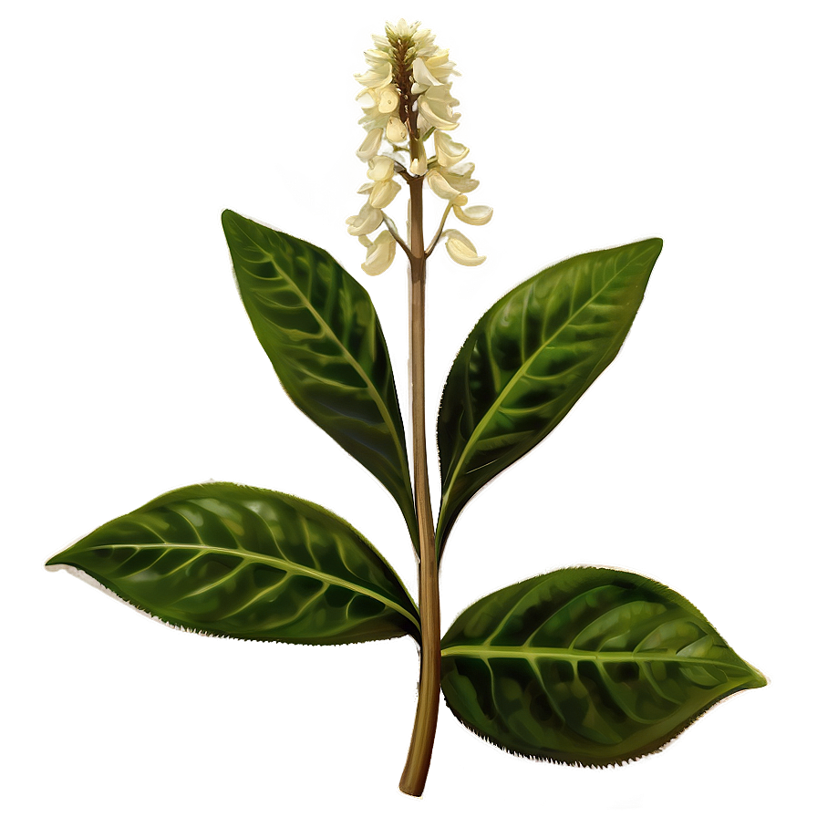 Medicinal Plant Png Toe PNG Image