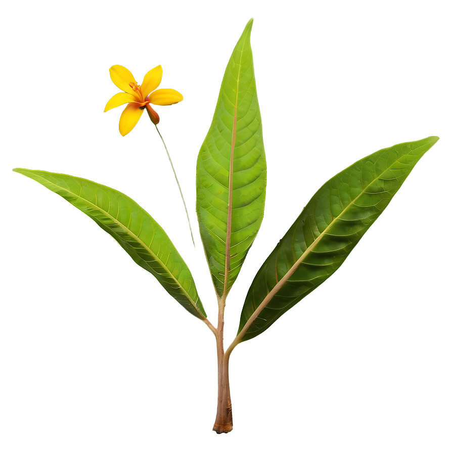 Medicinal Plant Png Vno PNG Image