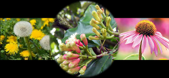 Medicinal Plants Collage PNG Image