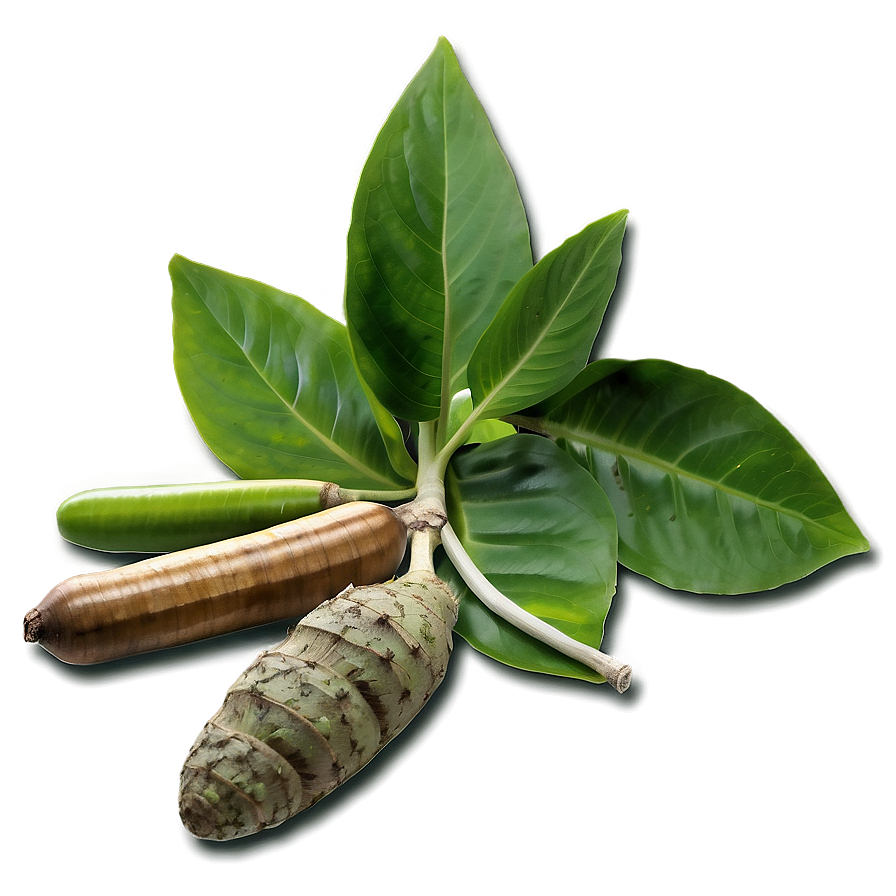 Medicinal Plants Png 72 PNG Image