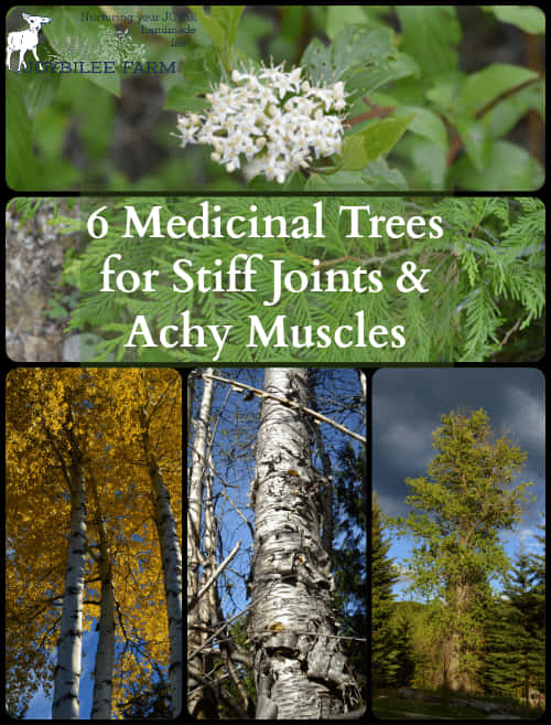 Medicinal Trees For Joints And Muscles PNG Image