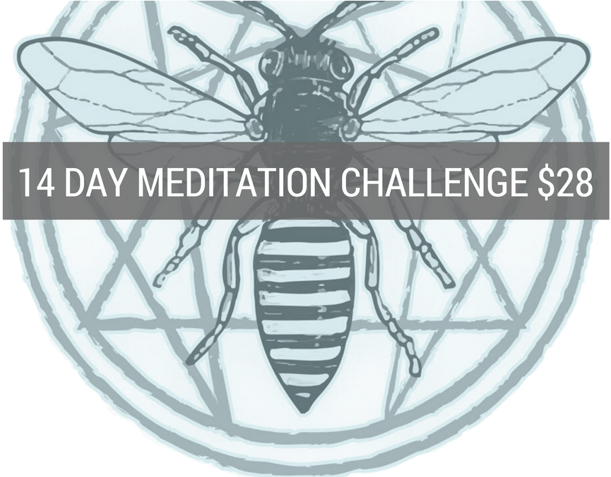 Meditation Challenge Mosquito Graphic PNG Image