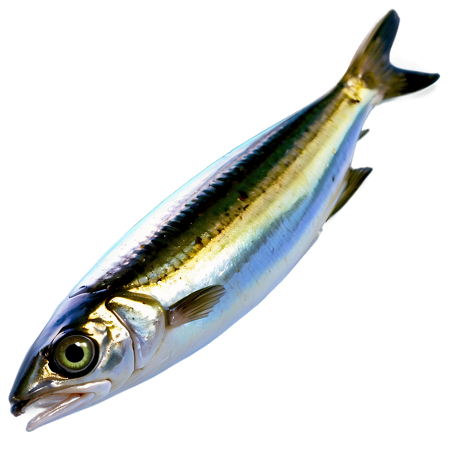 Mediterranean Sardine Png Nvr PNG Image