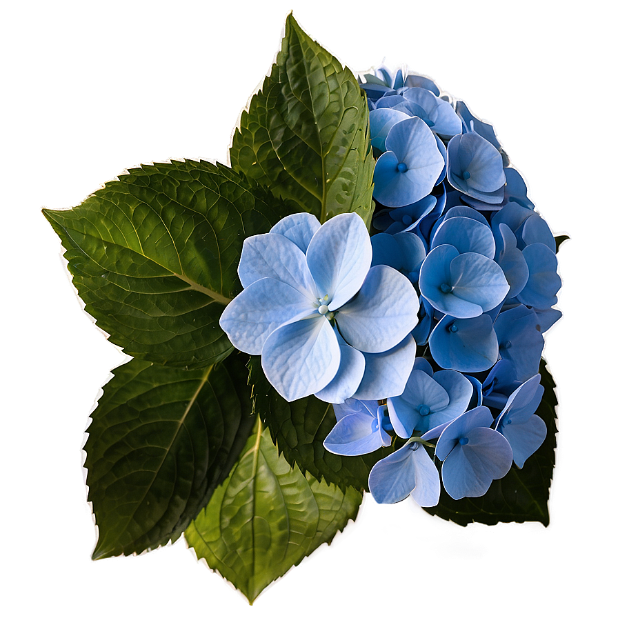 Mesmerizing Hydrangea Png Lew PNG Image