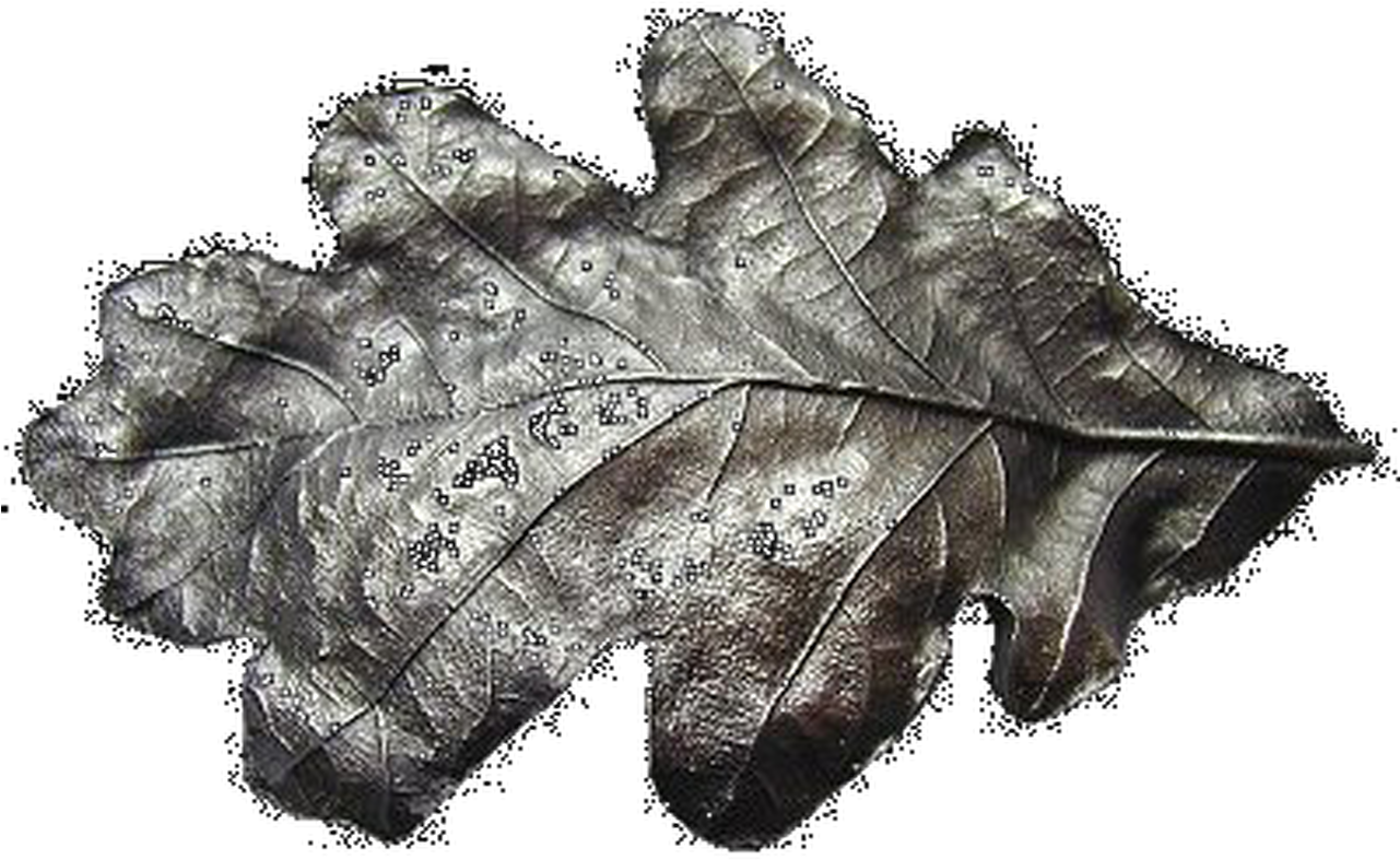 Metallic Oak Leaf Texture PNG Image