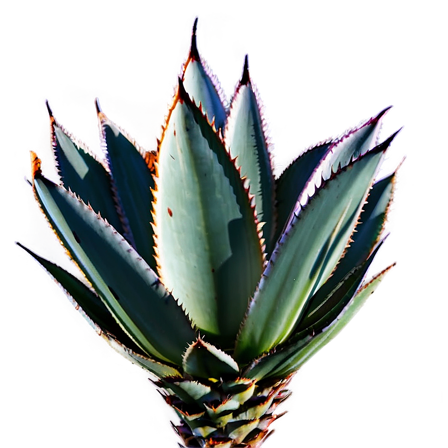 Mexican Agave Png Hlu10 PNG Image