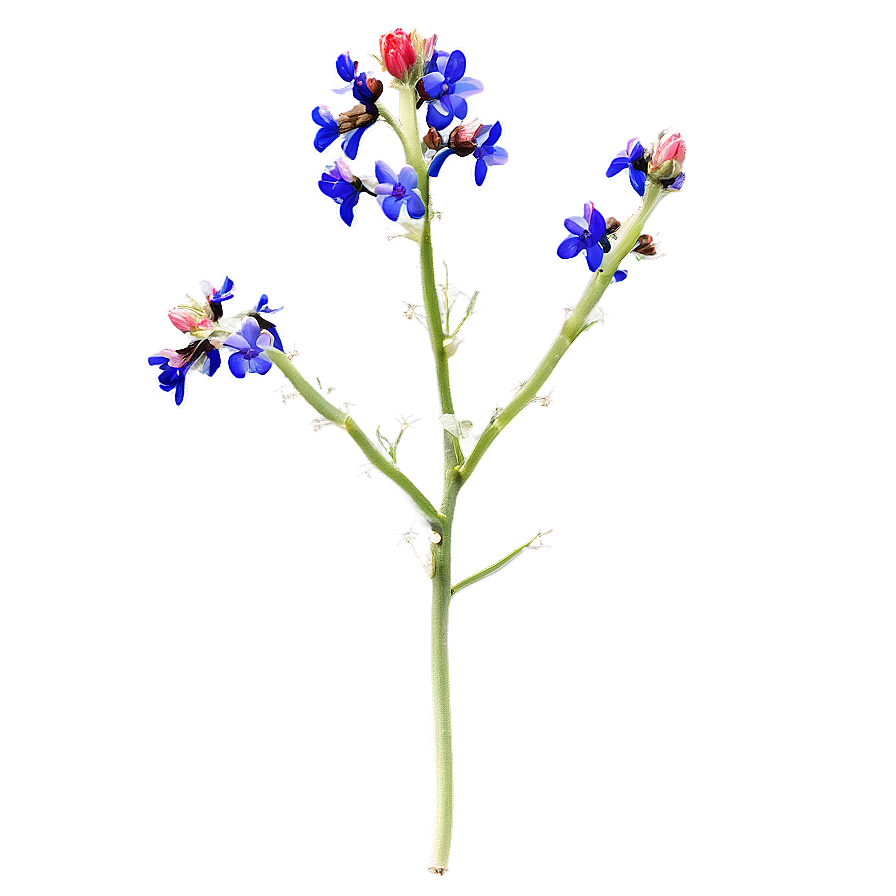 Mexican Wildflowers Png 51 PNG Image