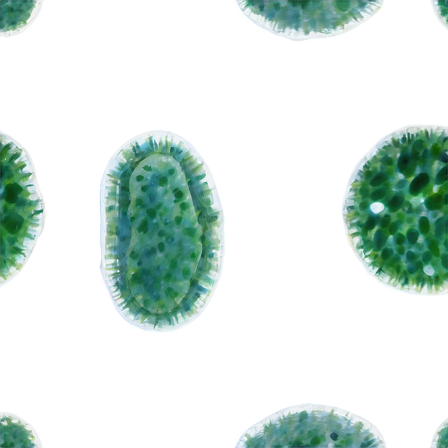 Microscopic Algae Cells Png 06212024 PNG Image