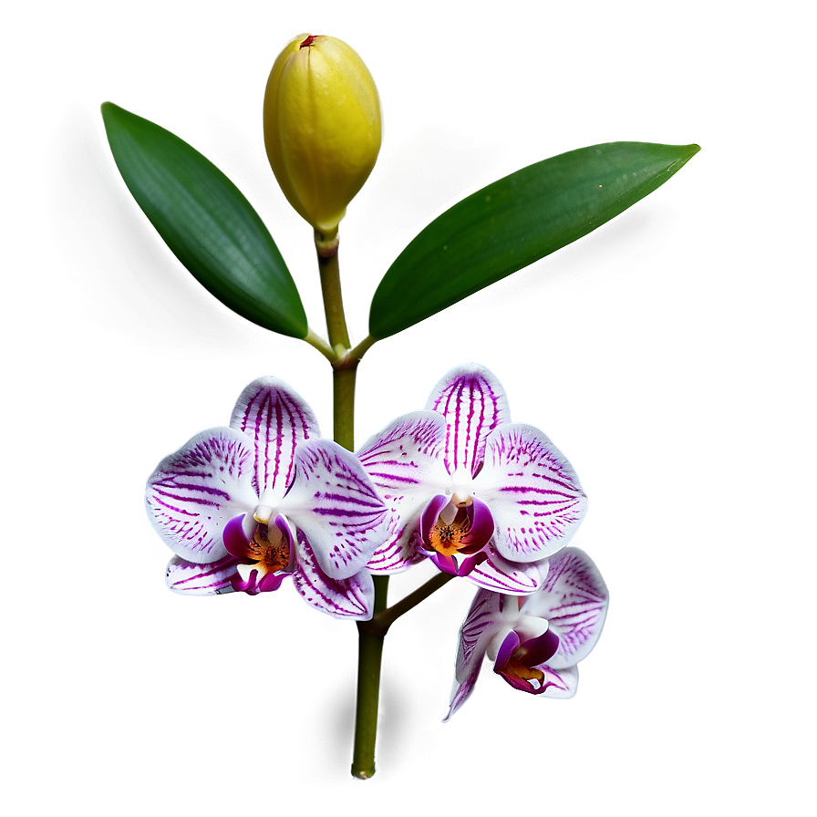 Mini Orchid Png 52 PNG Image