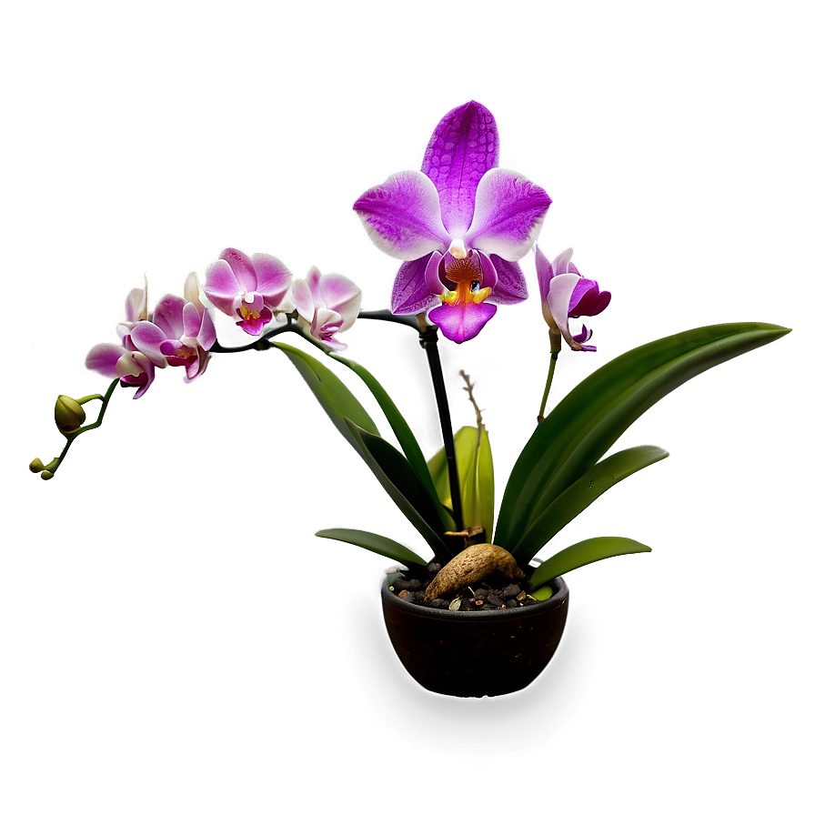 Mini Orchid Png Iqr57 PNG Image