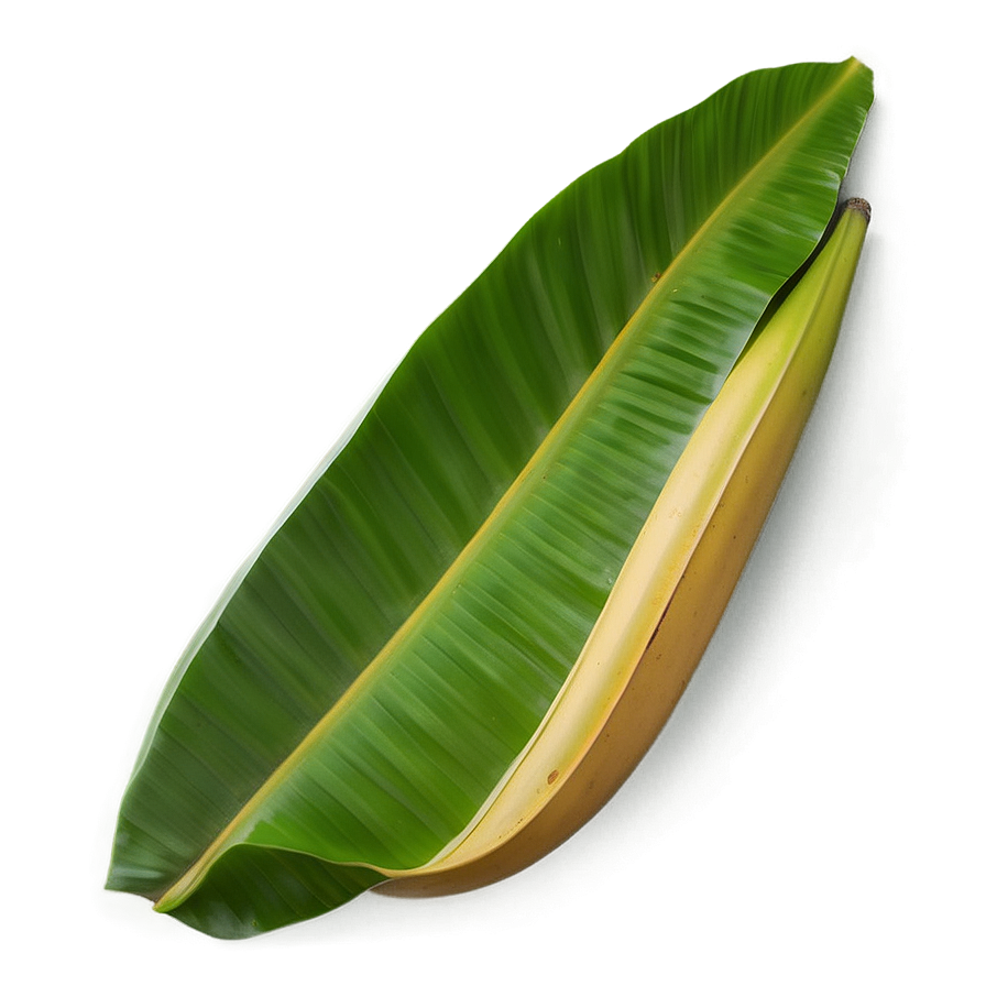 Minimal Banana Leaf Png Gxx31 PNG Image