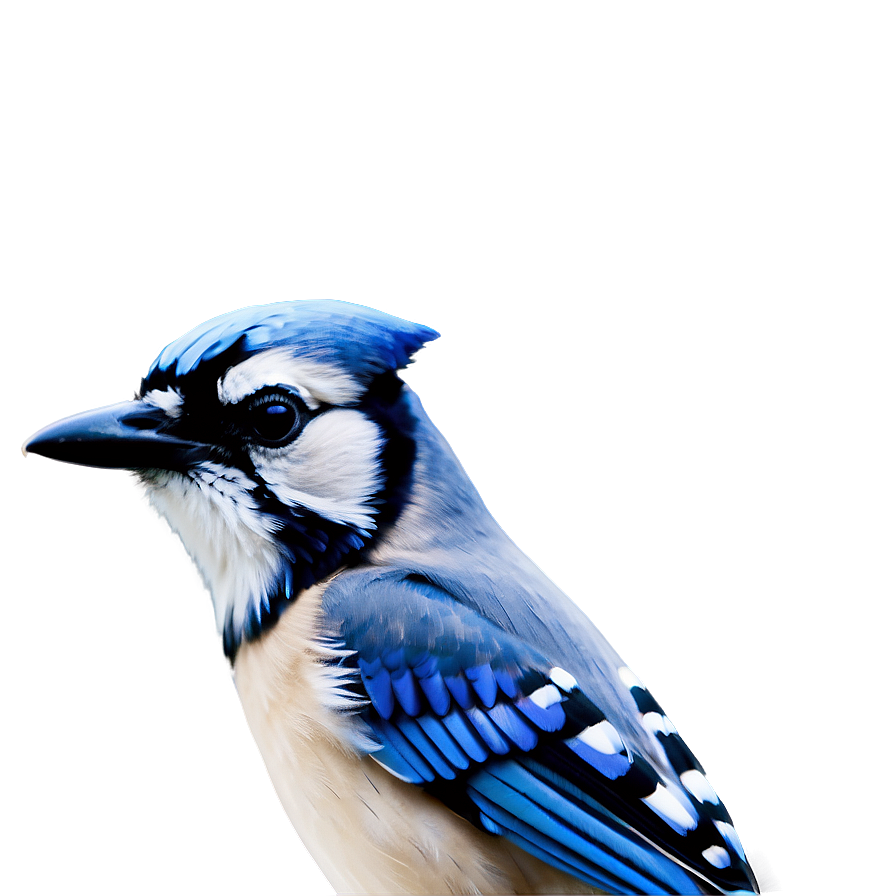 Minimalist Blue Jay Design Png Nnx51 PNG Image