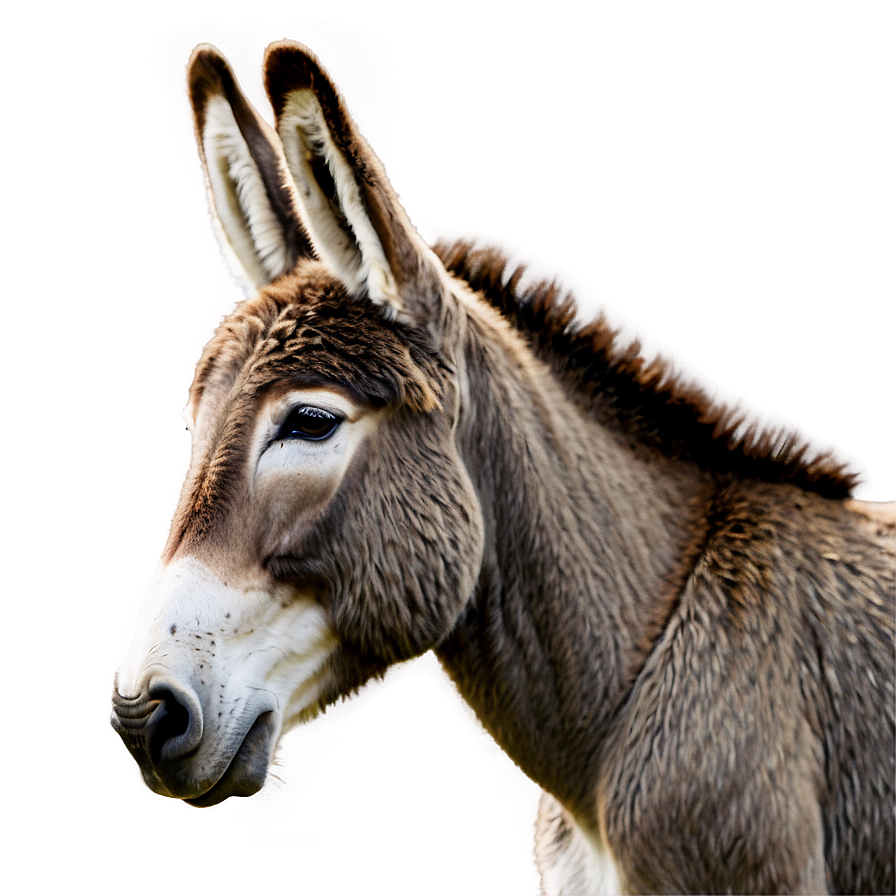 Minimalist Donkey Design Png Uhf PNG Image