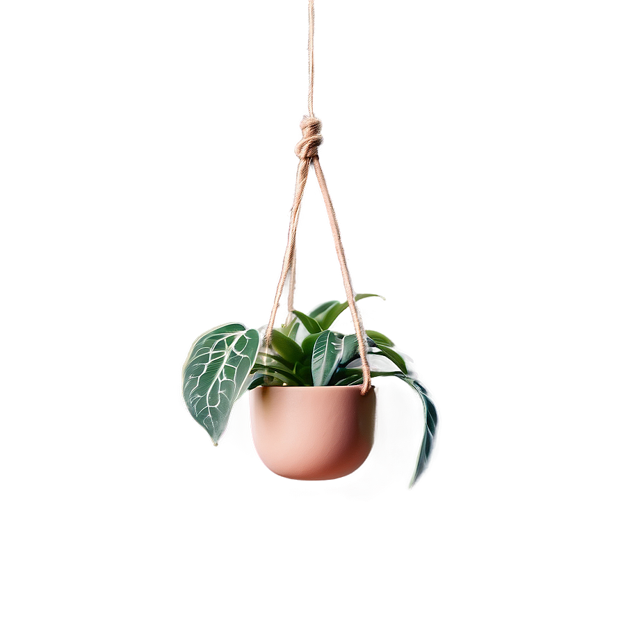 Minimalist Hanging Plant Png Kpr PNG Image