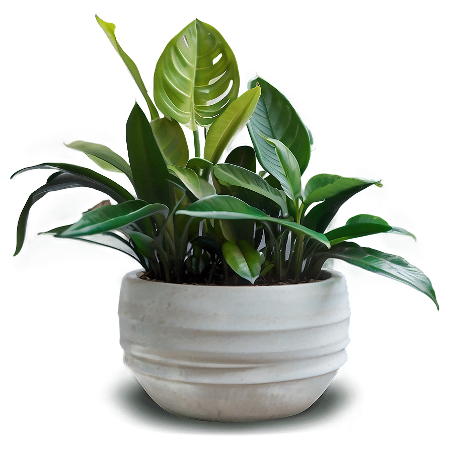 Minimalist Indoor Plants Png 06252024 PNG Image