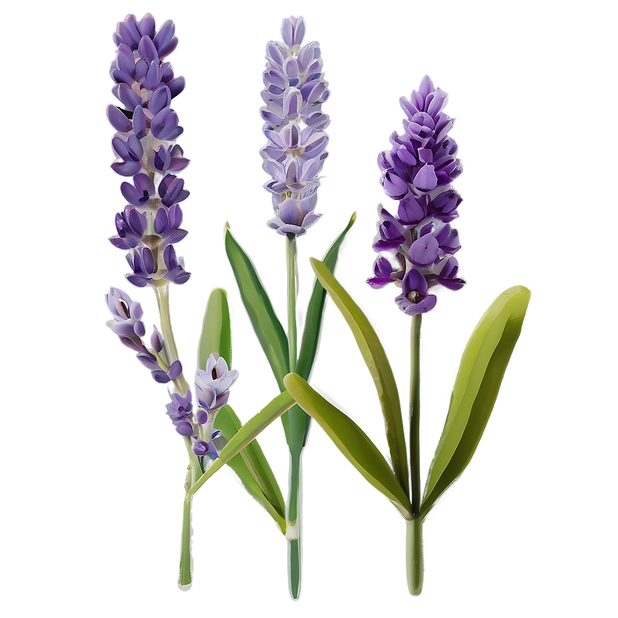 Minimalist Lavender Png Sdy PNG Image