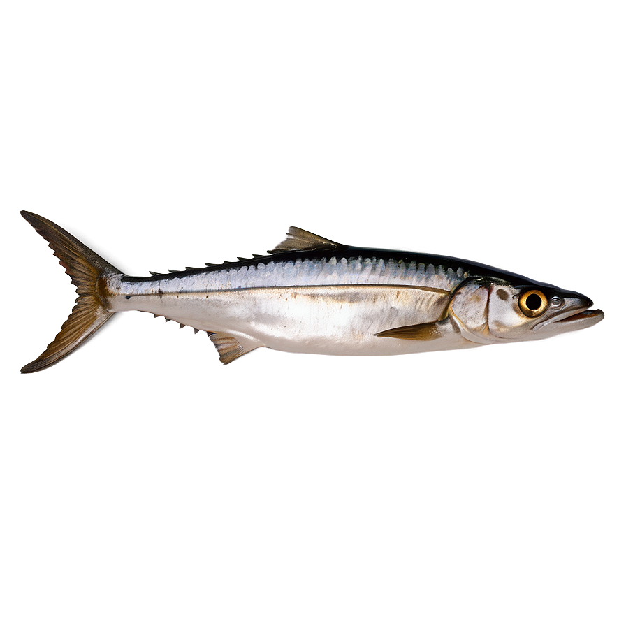 Minimalist Sardine Png Fav94 PNG Image