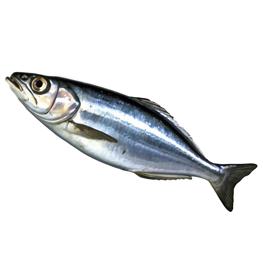 Minimalist Sardine Png Tfa75 PNG Image