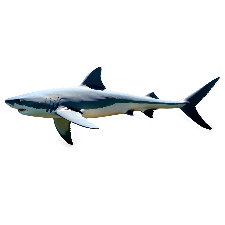 Minimalist Shark Design Png 31 PNG Image