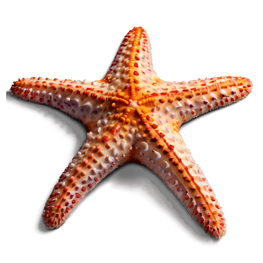 Minimalist Starfish Png 94 PNG Image