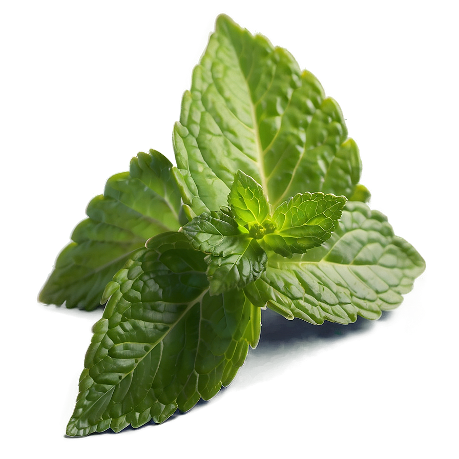 Mint Leaf Cuisine Png 06212024 PNG Image