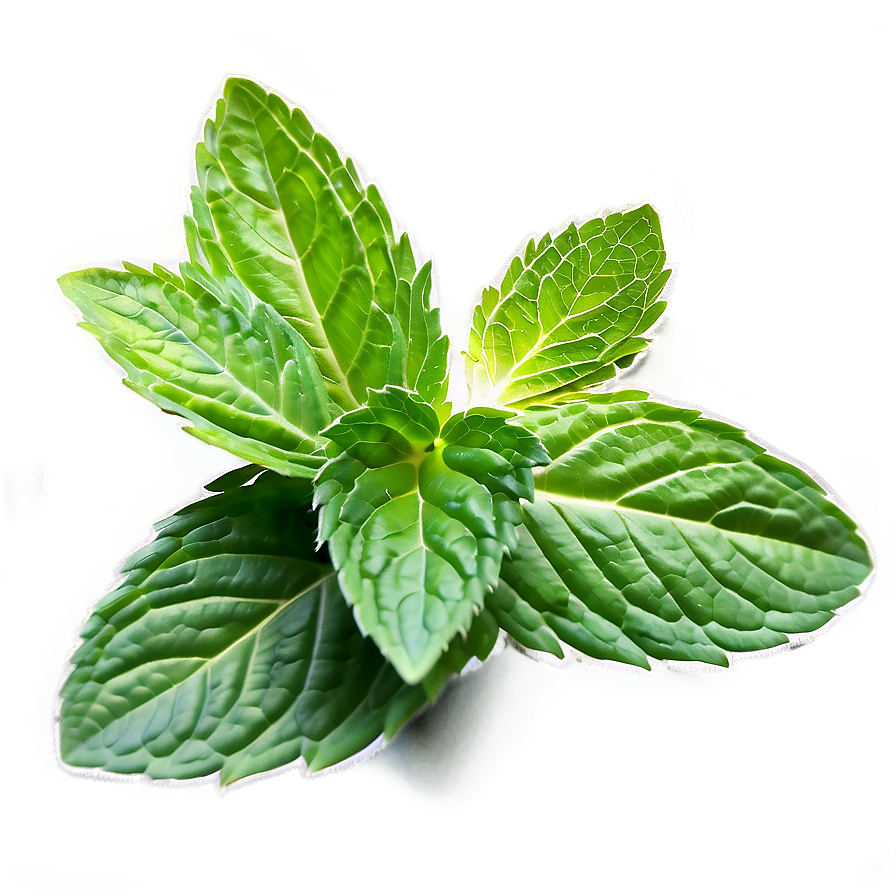 Mint Leaf Culinary Png Vuu PNG Image