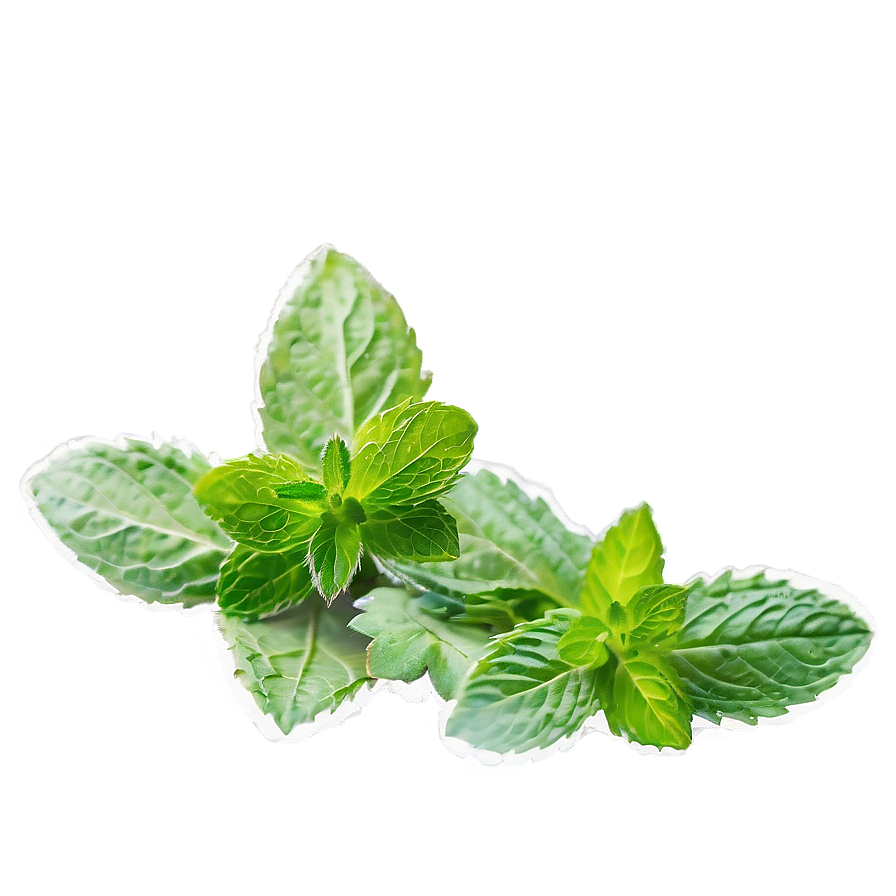 Mint Leaf Garnish Png 06262024 PNG Image