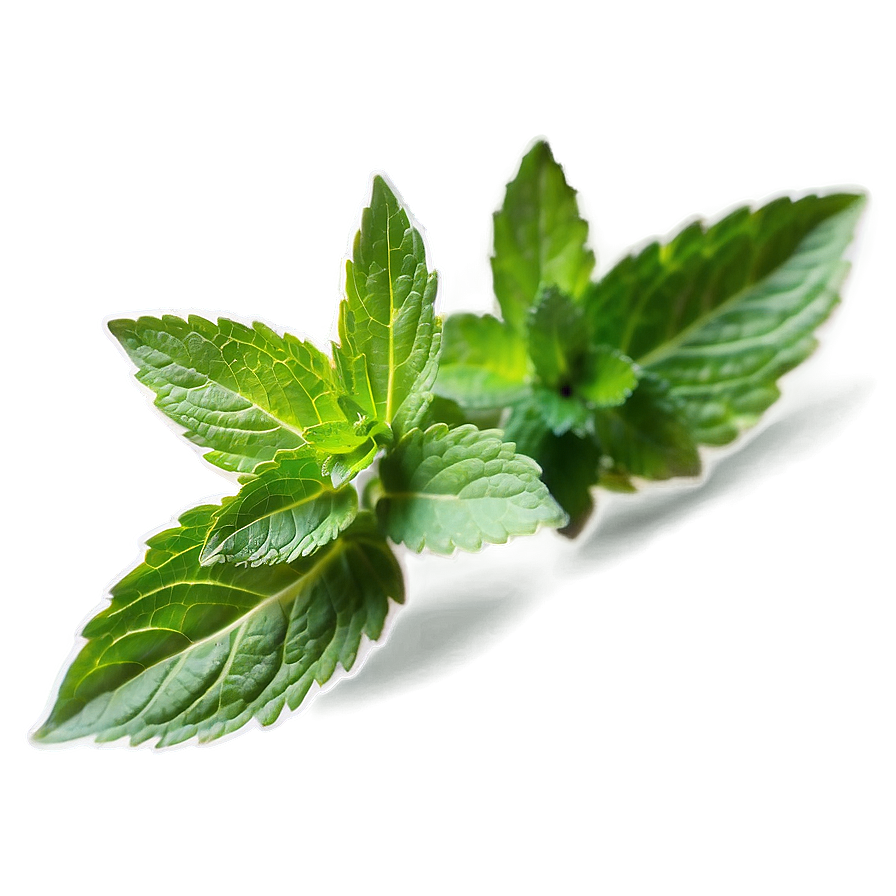 Mint Leaf Health Benefits Png Ghv53 PNG Image