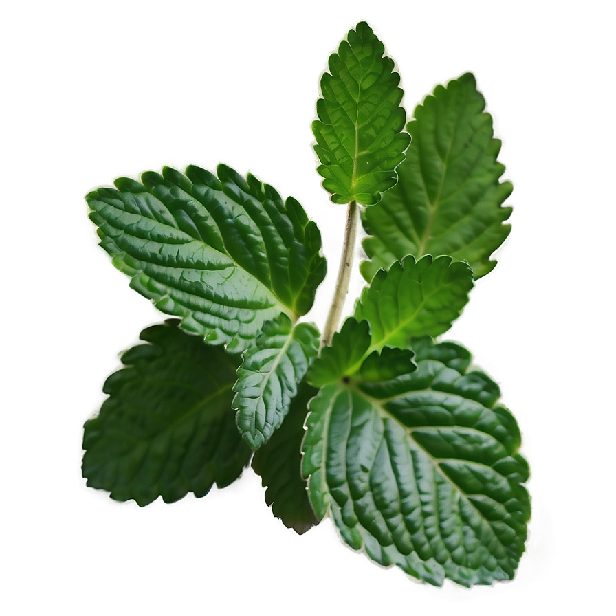 Mint Leaf Herbal Png 06212024 PNG Image