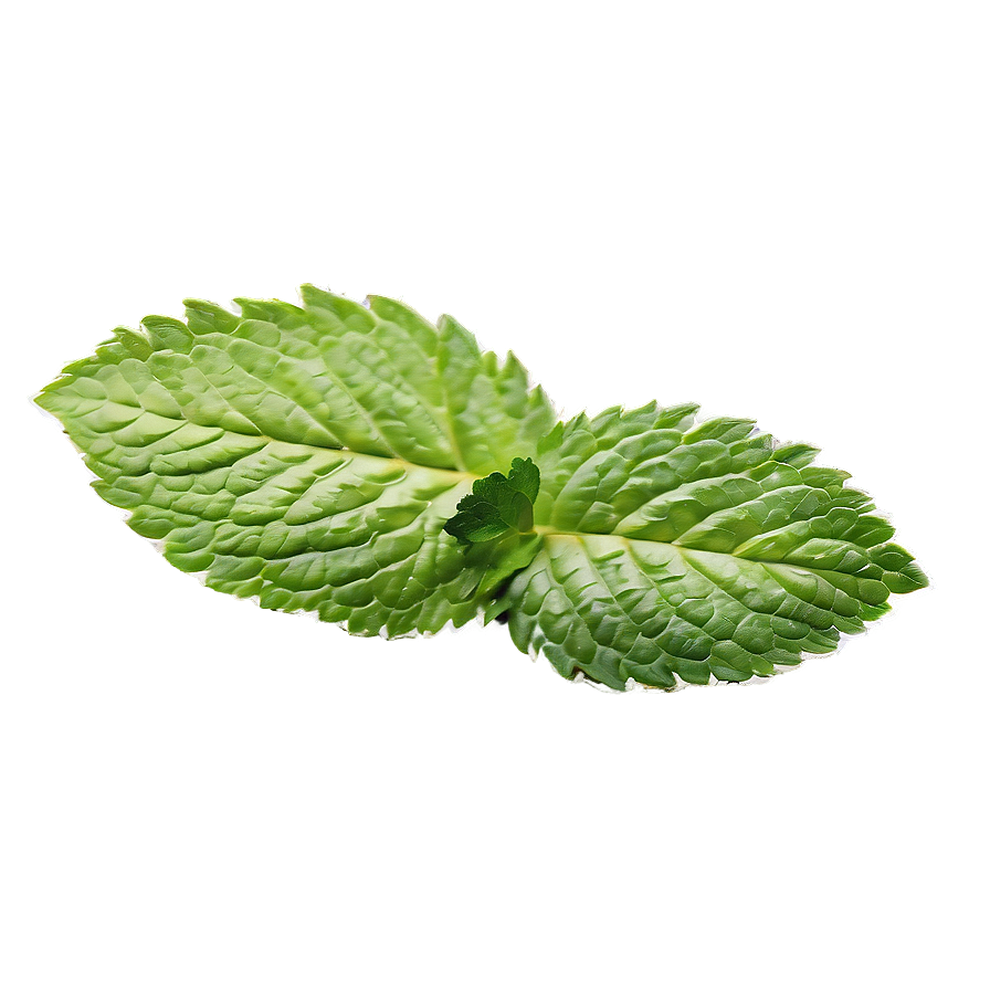 Mint Leaf Herbal Png 80 PNG Image