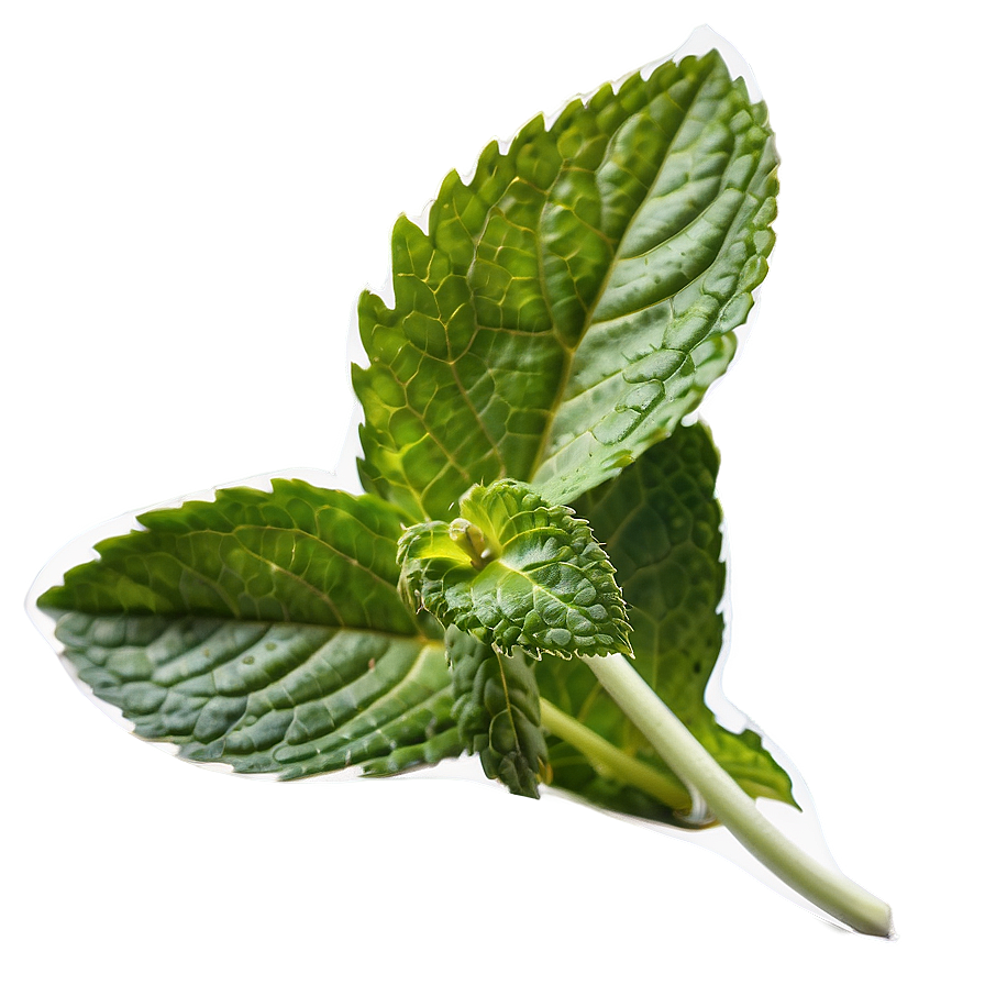 Mint Leaf Isolated Png 46 PNG Image