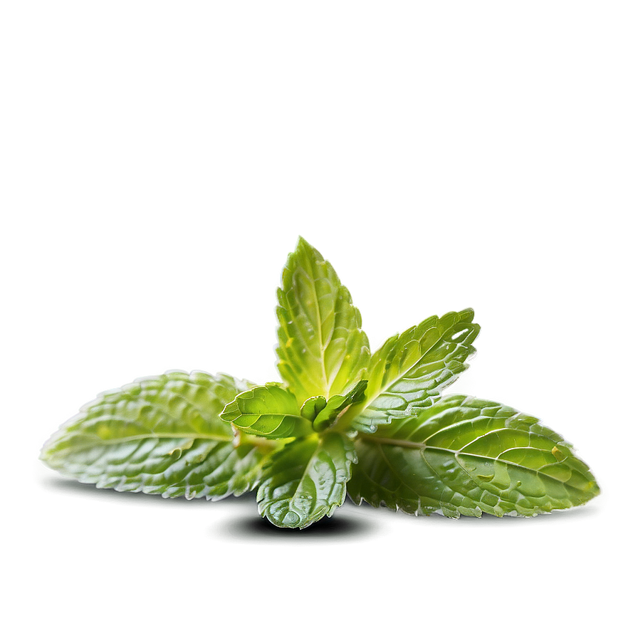 Mint Leaf Seasoning Png Tuh PNG Image