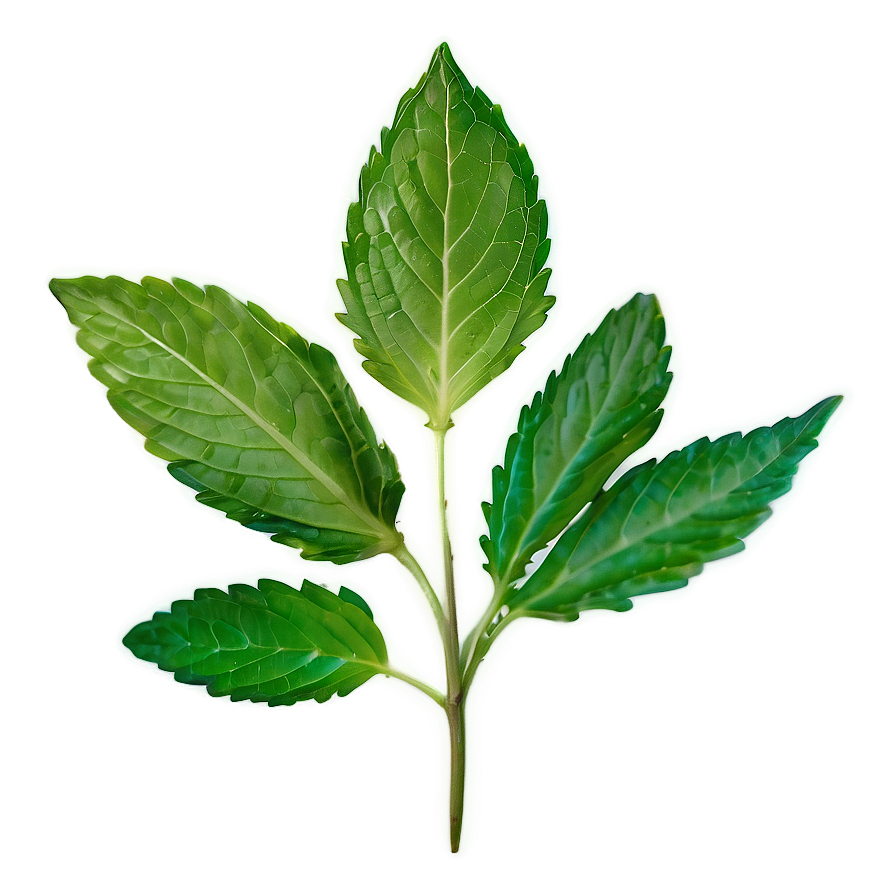 Mint Leaf Silhouette Png 90 PNG Image