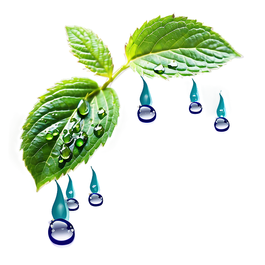 Mint Leaf Waterdrops Png 13 PNG Image