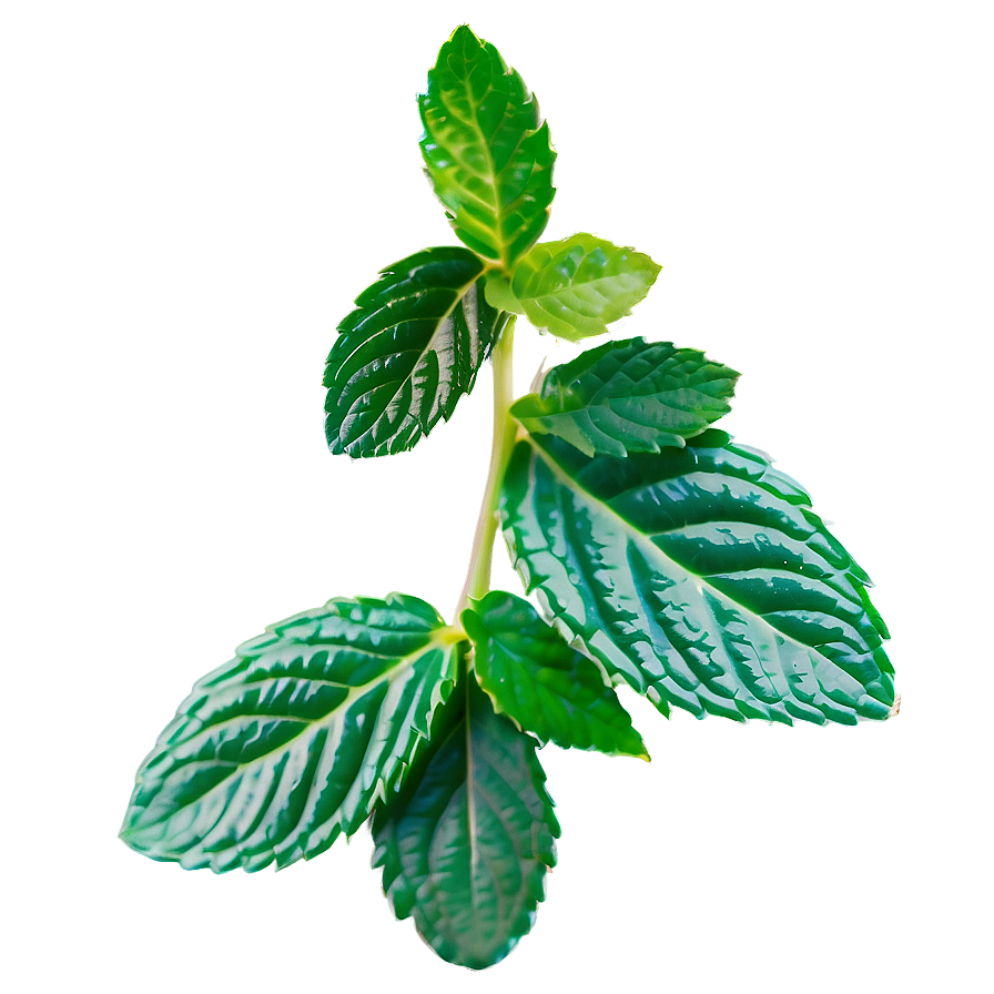 Mint Leaves Border Png Lue54 PNG Image