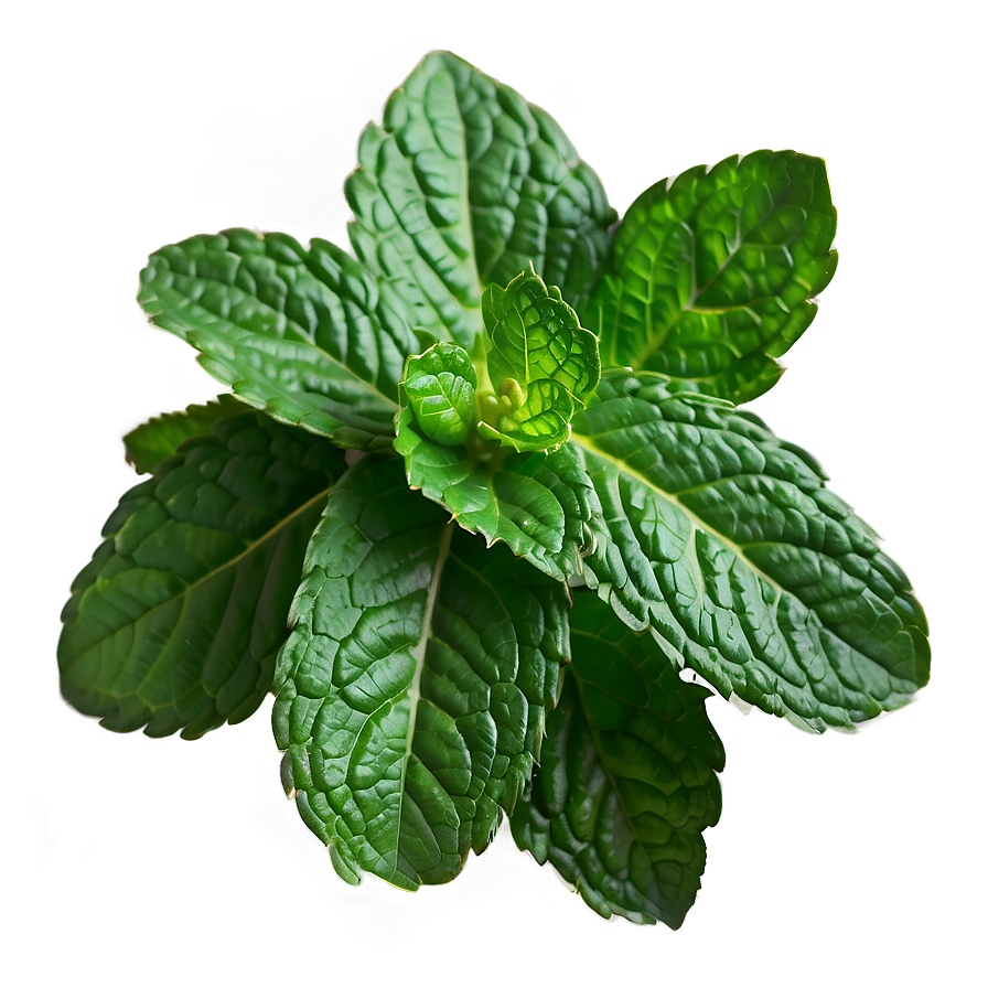 Mint Leaves Bundle Png Xil14 PNG Image