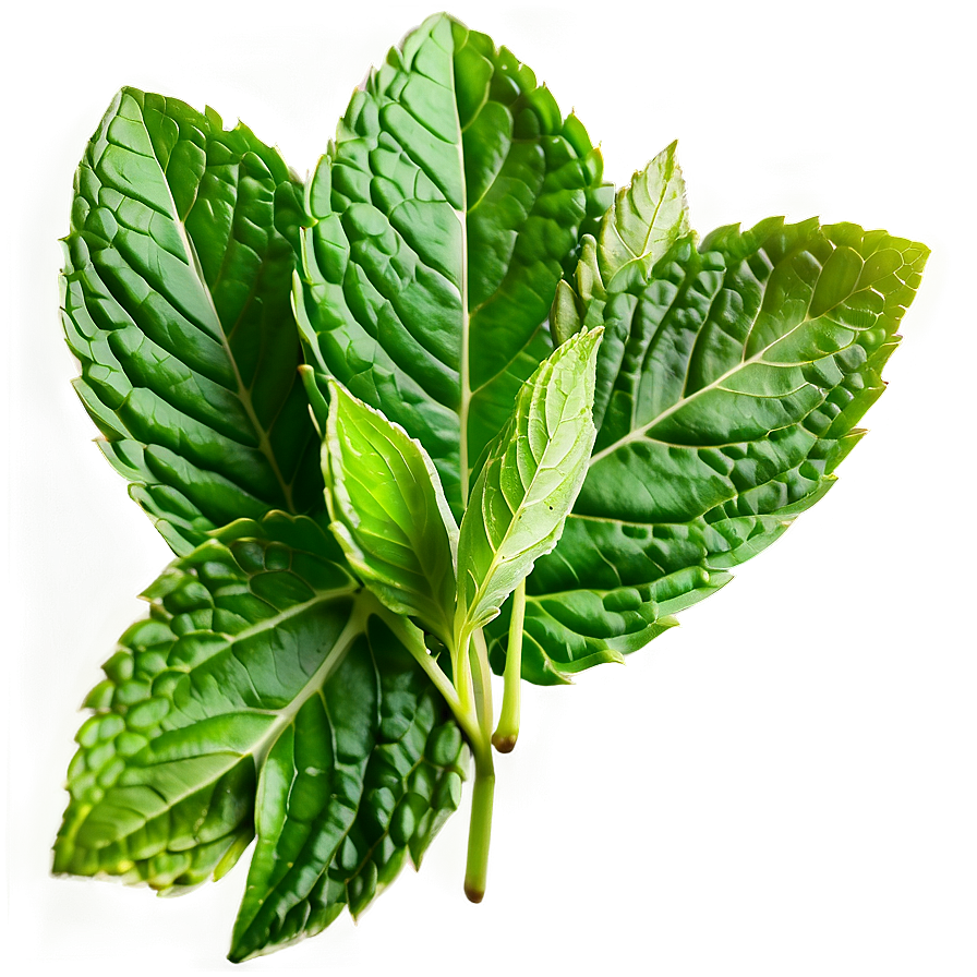 Mint Leaves Decoration Png Dxy89 PNG Image