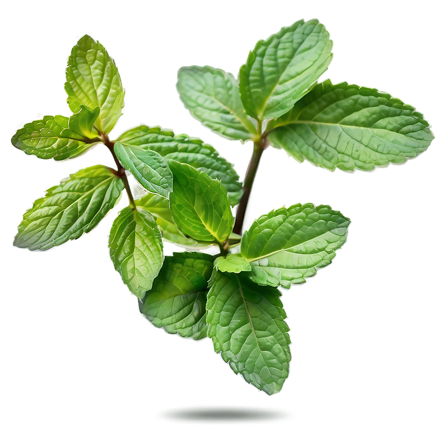 Mint Leaves Drawing Png 85 PNG Image