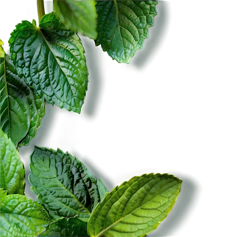 Mint Leaves Garden Png Lxs PNG Image