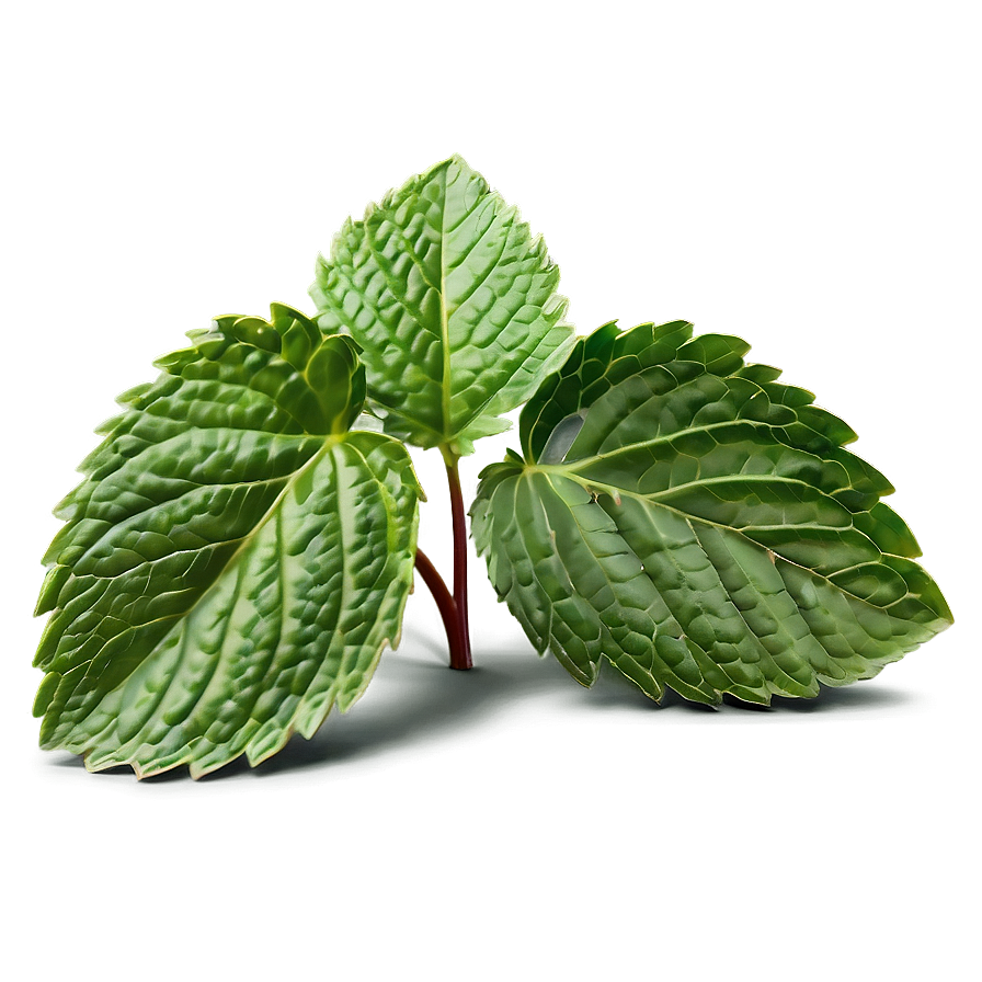 Mint Leaves Illustration Png Xes11 PNG Image