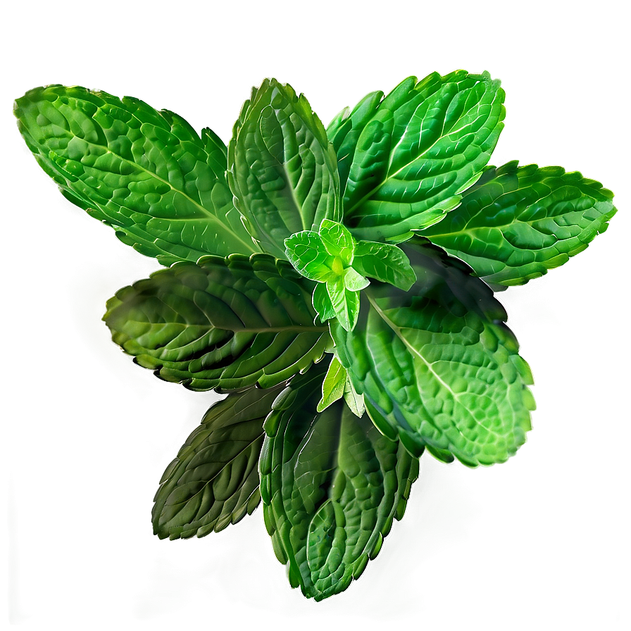 Mint Leaves Pattern Png 06262024 PNG Image