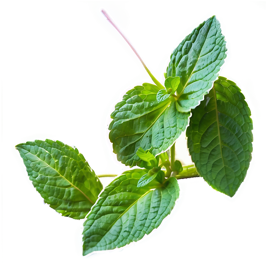 Mint Plant Leaves Png 3 PNG Image