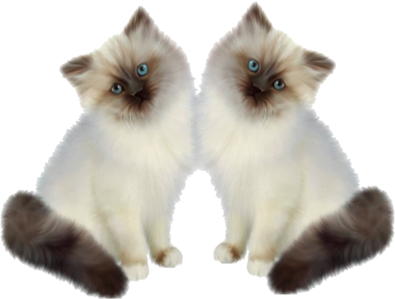 Mirror Image Siamese Kittens PNG Image