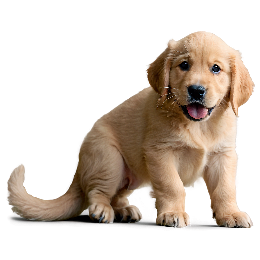 Mischievous Golden Retriever Puppy Png Kxb PNG Image