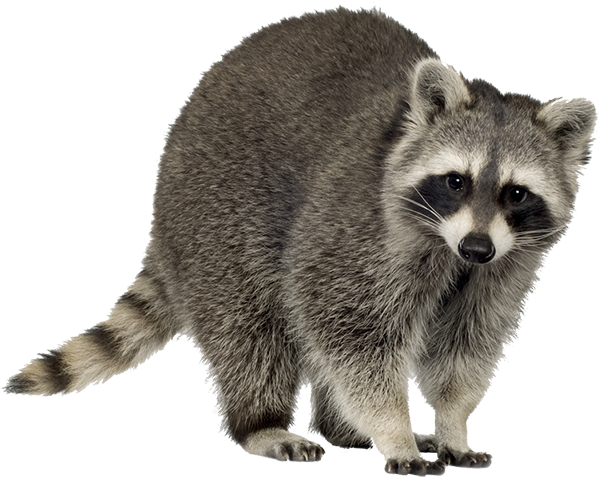 Misidentified Squirrel Raccoon Image PNG Image