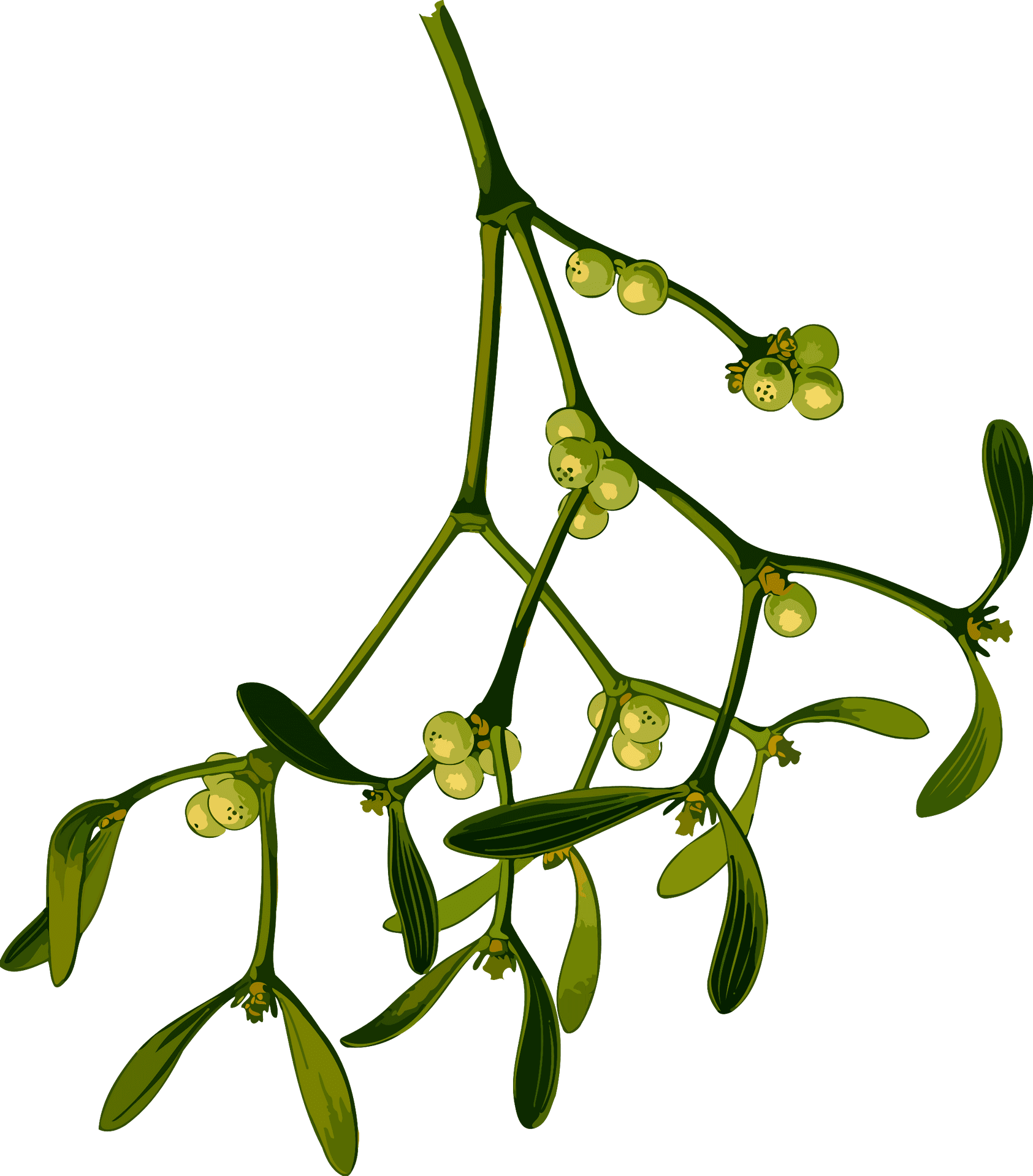 Mistletoe Branch Illustration PNG Image