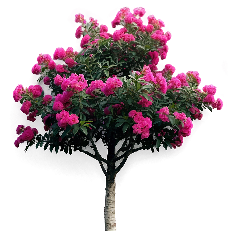 Mixed Color Crepe Myrtle Collection Png Apk70 PNG Image