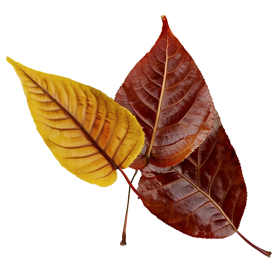 Mixed Fallen Leaves Heap Png 12 PNG Image