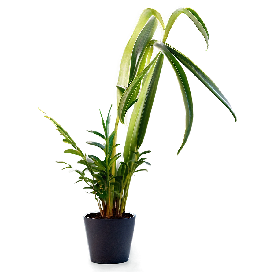 Modern Floor Plant Png 06282024 PNG Image