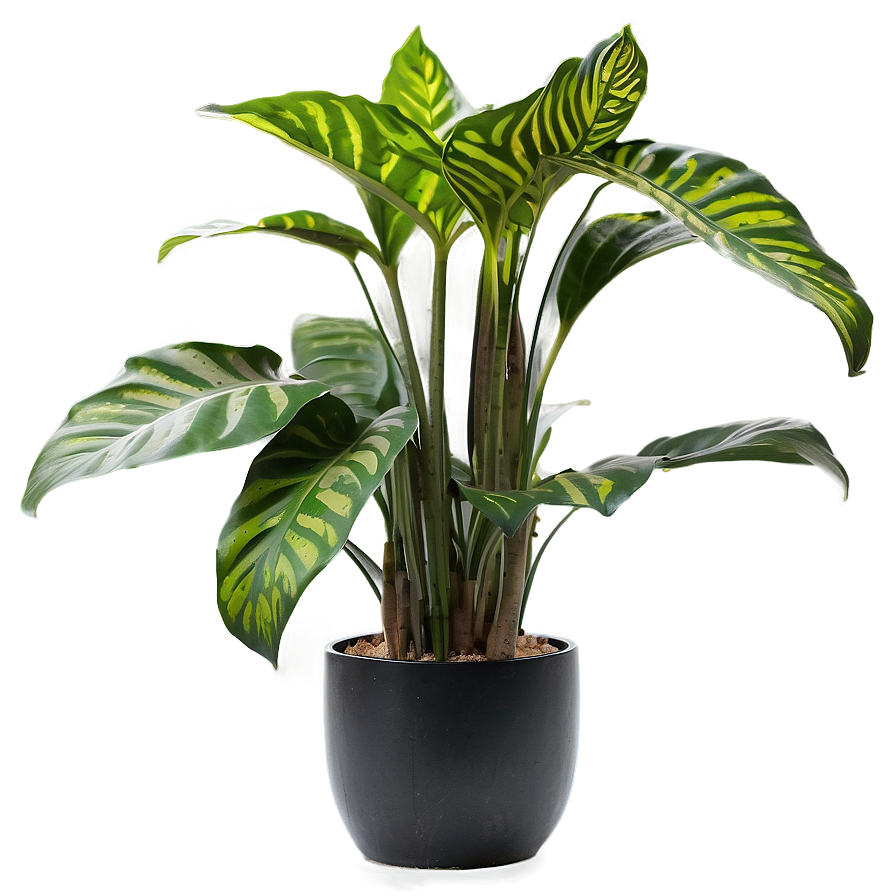 Modern Indoor Plants Png 81 PNG Image